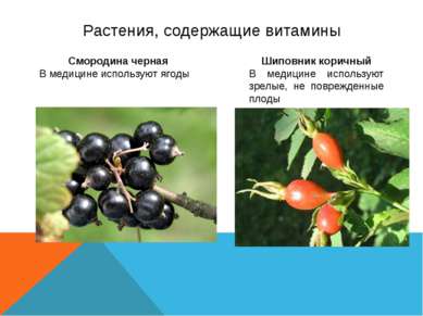 Растения, содержащие витамины Смородина черная В медицине используют ягоды Ши...