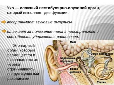 Ухо — сложный вестибулярно-слуховой орган, который выполняет две функции: вос...