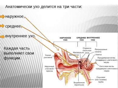 Анатомически ухо делится на три части: наружное, среднее, внутреннее ухо. Каж...
