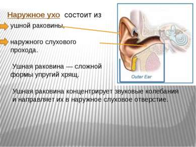 Наружное ухо состоит из ушной раковины, наружного слухового прохода. Ушная ра...