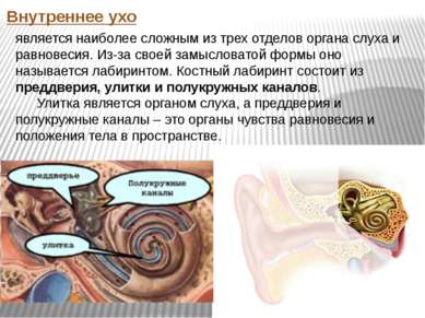 Внутреннее ухо является наиболее сложным из трех отделов органа слуха и равно...