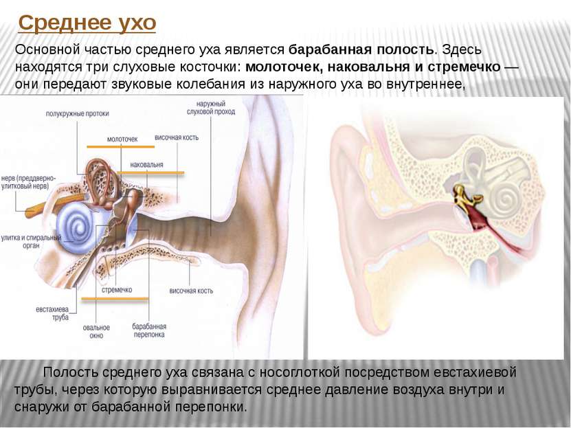Среднее ухо Основной частью среднего уха является барабанная полость. Здесь н...