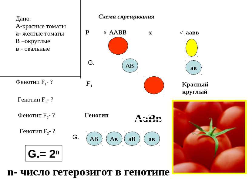 Дано: А-красные томаты а- желтые томаты В –округлые в - овальные Фенотип F1- ...