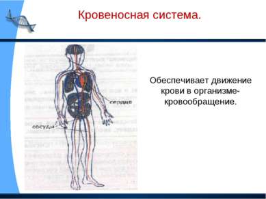 Кровеносная система. Обеспечивает движение крови в организме- кровообращение.