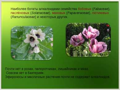 Наиболее богаты алкалоидами семейства бобовых (Fabaceae), паслёновых (Solanac...