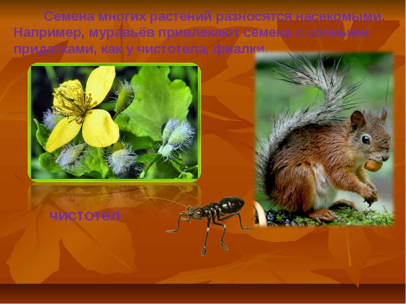 Семена многих растений разносятся насекомыми. Например, муравьёв привлекают с...