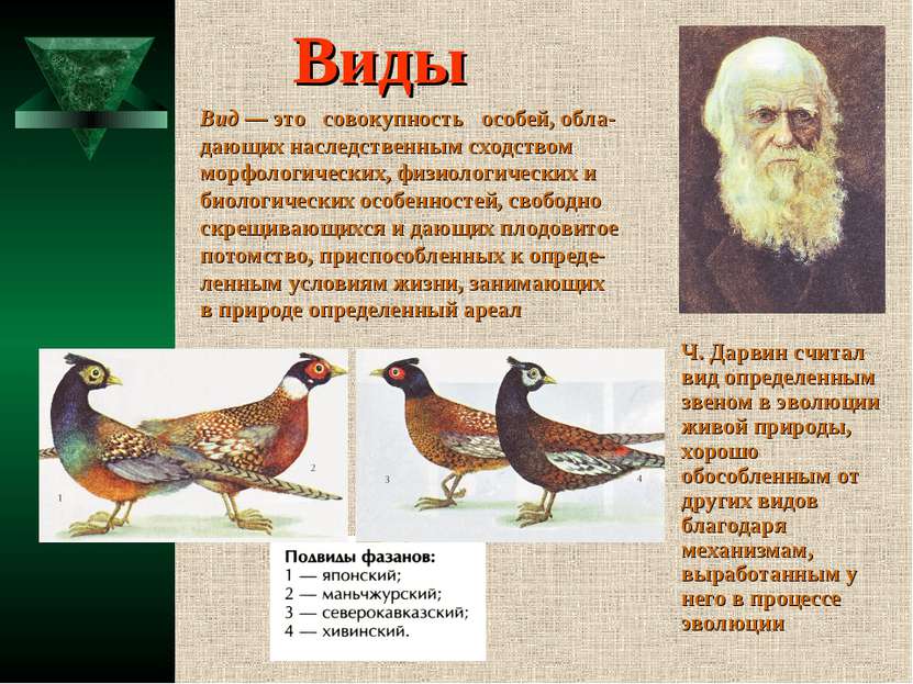 Виды Ч. Дарвин считал вид определенным звеном в эволюции живой природы, хорош...