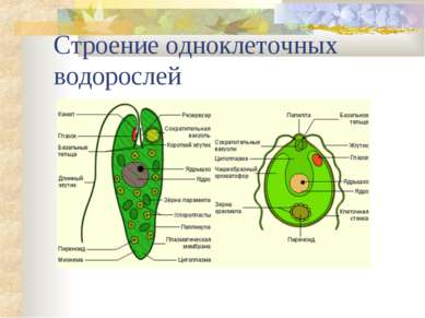 Строение одноклеточных водорослей