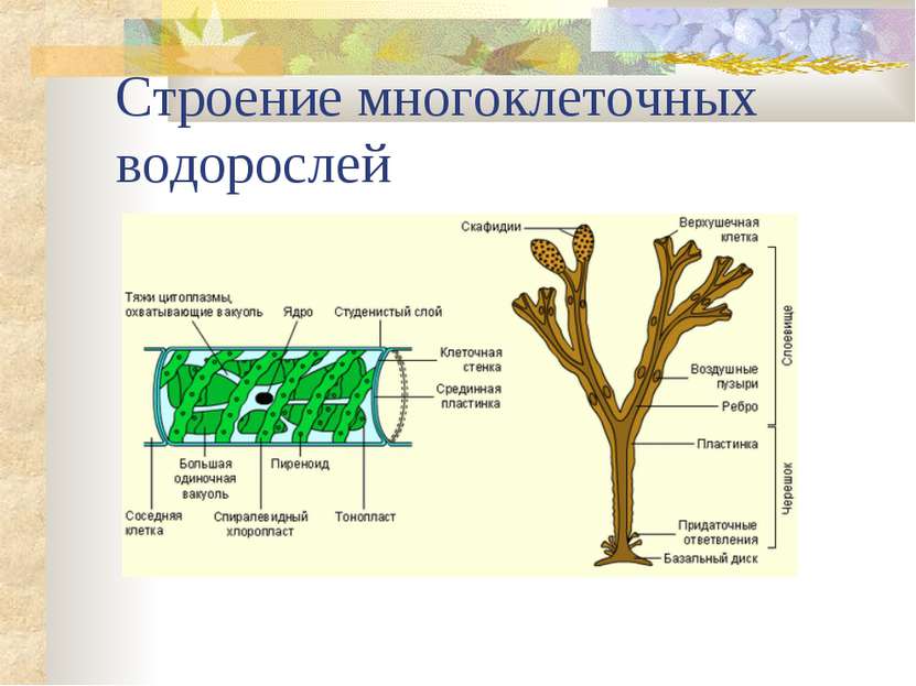 Строение многоклеточных водорослей