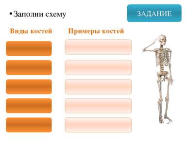 ЗАДАНИЕ Заполни схему Виды костей Примеры костей