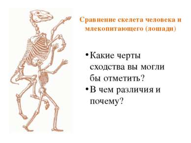 Сравнение скелета человека и млекопитающего (лошади) Какие черты сходства вы ...