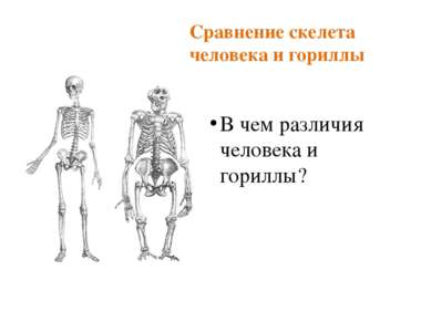 Сравнение скелета человека и гориллы В чем различия человека и гориллы?
