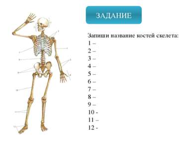 ЗАДАНИЕ Запиши название костей скелета: 1 – 2 – 3 – 4 – 5 – 6 – 7 – 8 – 9 – 1...