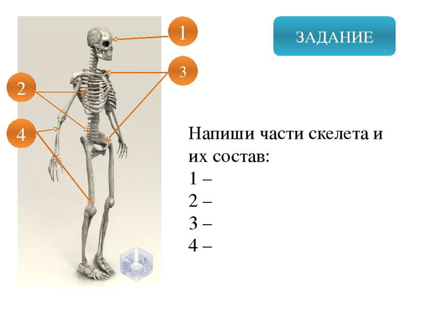 ЗАДАНИЕ Напиши части скелета и их состав: 1 – 2 – 3 – 4 – 1 3 2 4
