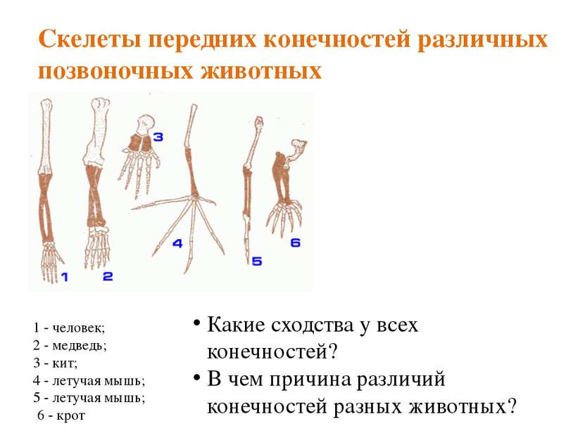 Скелеты передних конечностей различных позвоночных животных 1 - человек; 2 - ...