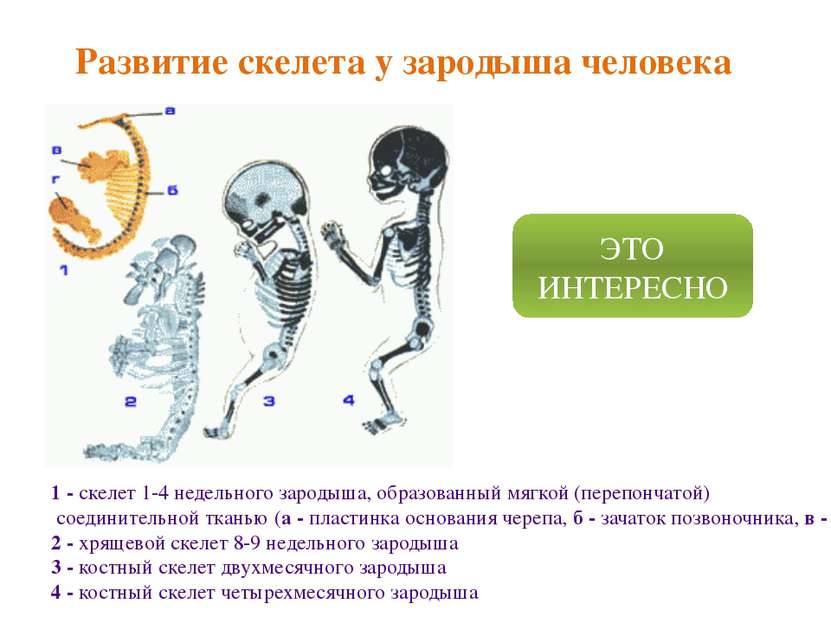 Развитие скелета у зародыша человека 1 - скелет 1-4 недельного зародыша, обра...