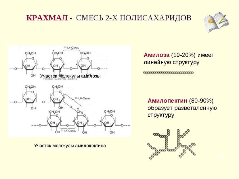 КРАХМАЛ - СМЕСЬ 2-Х ПОЛИСАХАРИДОВ * Амилоза (10-20%) имеет линейную структуру...