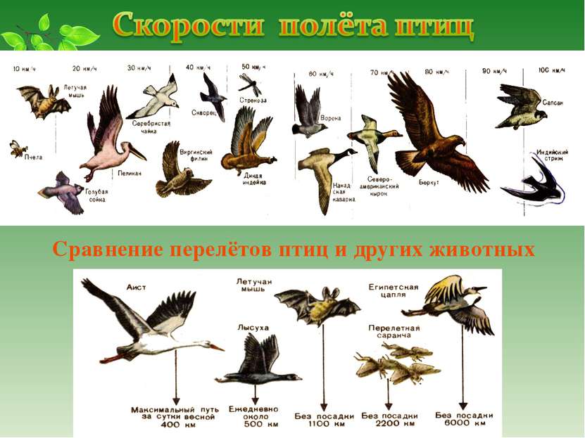 Сравнение перелётов птиц и других животных