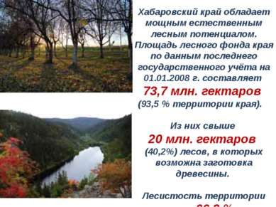 Хабаровский край обладает мощным естественным лесным потенциалом. Площадь лес...
