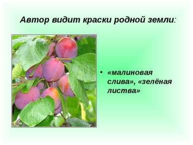 Автор видит краски родной земли: «малиновая слива», «зелёная листва»
