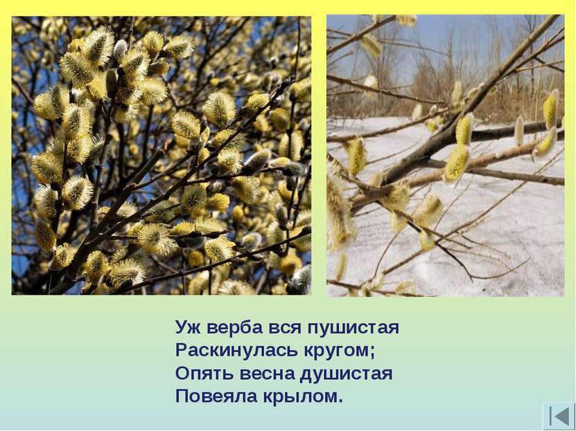 Уж верба вся пушистая Раскинулась кругом; Опять весна душистая Повеяла крылом.