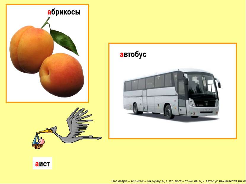 Посмотри – абрикос – на букву А, а это аист – тоже на А, и автобус начинается...