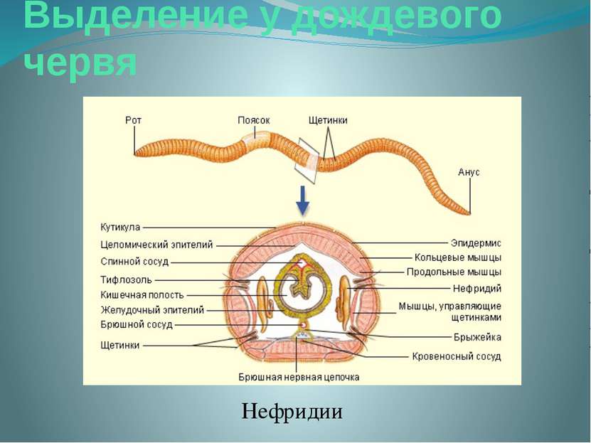 Выделение у дождевого червя Нефридии