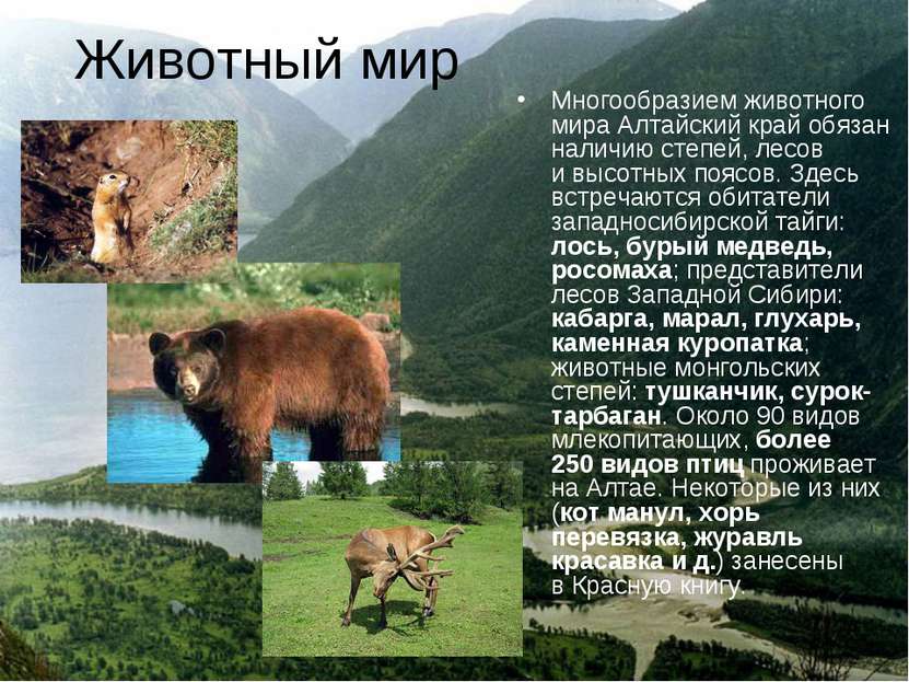 Животный мир Многообразием животного мира Алтайский край обязан наличию степе...