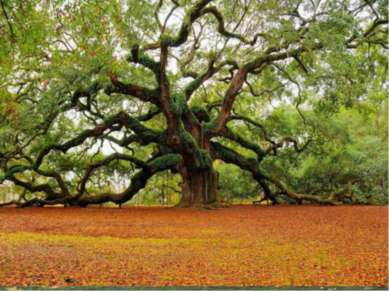 Деревья Де рево — типичная форма деревянистых растений, имеющих ствол, из дре...