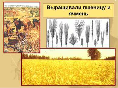 Выращивали пшеницу и ячмень