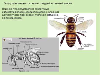 Опору тела пчелы составляет твердый хитиновый покров. Верхняя губа представля...