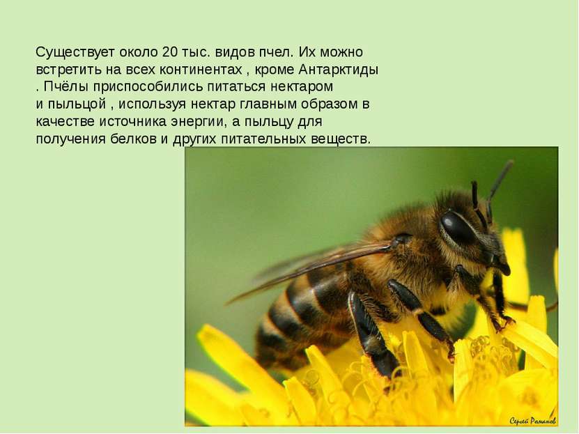 Существует около 20 тыс. видов пчел. Их можно встретить на всех континентах ,...