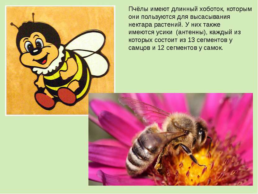 Пчёлы имеют длинный хоботок, которым они пользуются для высасывания нектара р...