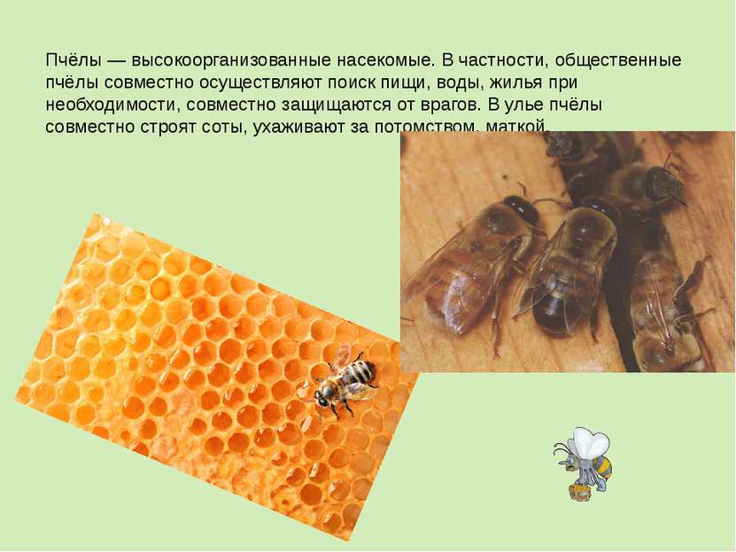 Пчёлы — высокоорганизованные насекомые. В частности, общественные пчёлы совме...