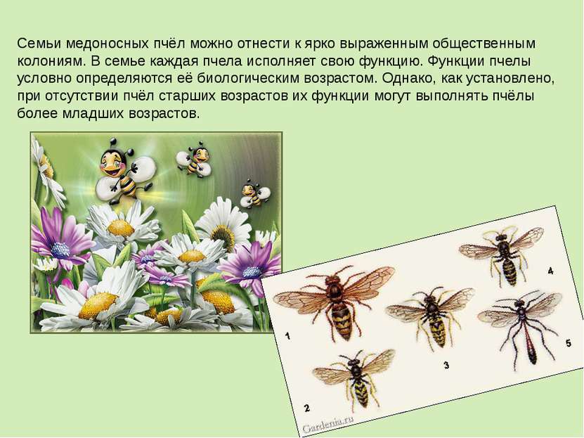 Семьи медоносных пчёл можно отнести к ярко выраженным общественным колониям. ...