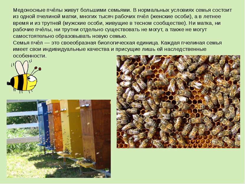 Медоносные пчёлы живут большими семьями. В нормальных условиях семья состоит ...