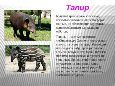 Тапир Тапиры — лесные животные, любящие воду. Хотя они часто живут в лесах на...