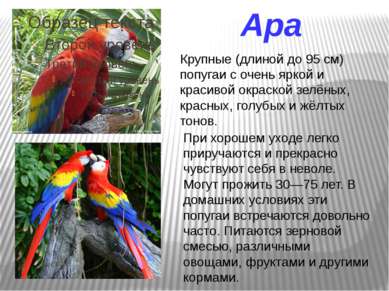 Ара Крупные (длиной до 95 см) попугаи с очень яркой и красивой окраской зелён...
