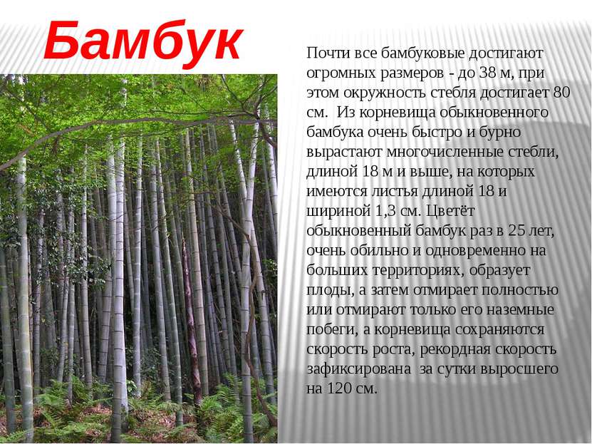 Бамбук Почти все бамбуковые достигают огромных размеров - до 38 м, при этом о...