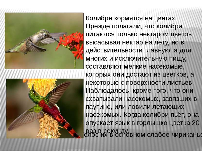 Колибри кормятся на цветах. Прежде полагали, что колибри питаются только нект...