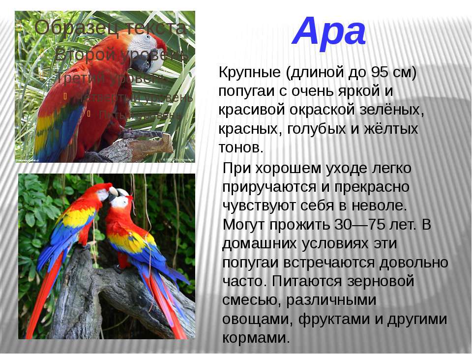 Текст описание про попугая. Попугай для презентации. Интересные попугаи. Интересные факты о волнистых попугаях. Интересные факты о домашних попугаях.