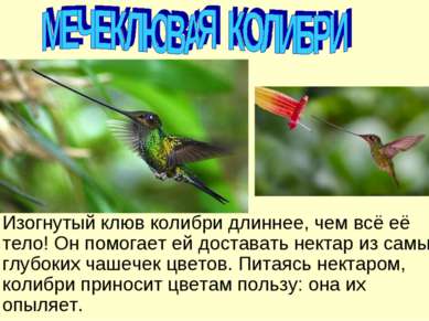 Изогнутый клюв колибри длиннее, чем всё её тело! Он помогает ей доставать нек...