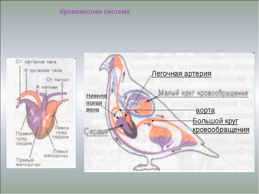 аорта Большой круг кровообращения Легочная артерия Кровеносная система Нижняя...