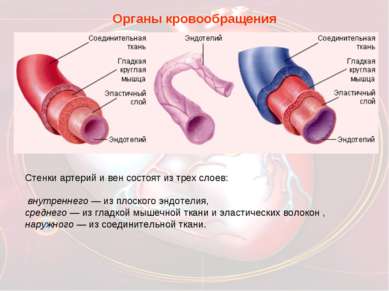 Органы кровообращения Стенки артерий и вен состоят из трех слоев: внутреннего...