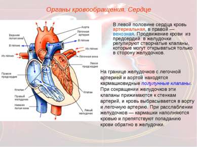 Органы кровообращения. Сердце В левой половине сердца кровь артериальная, в п...
