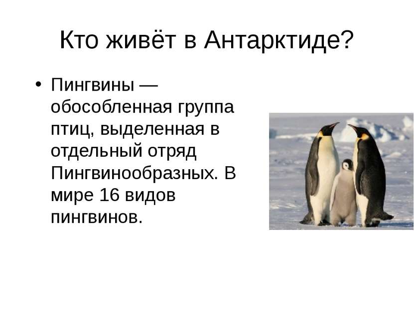 Кто живёт в Антарктиде? Пингвины — обособленная группа птиц, выделенная в отд...