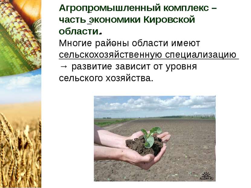 Агропромышленный комплекс – часть экономики Кировской области. Многие районы ...
