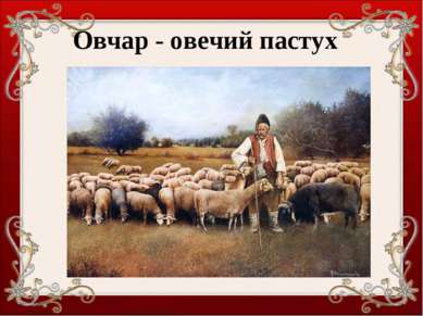 Овчар - овечий пастух