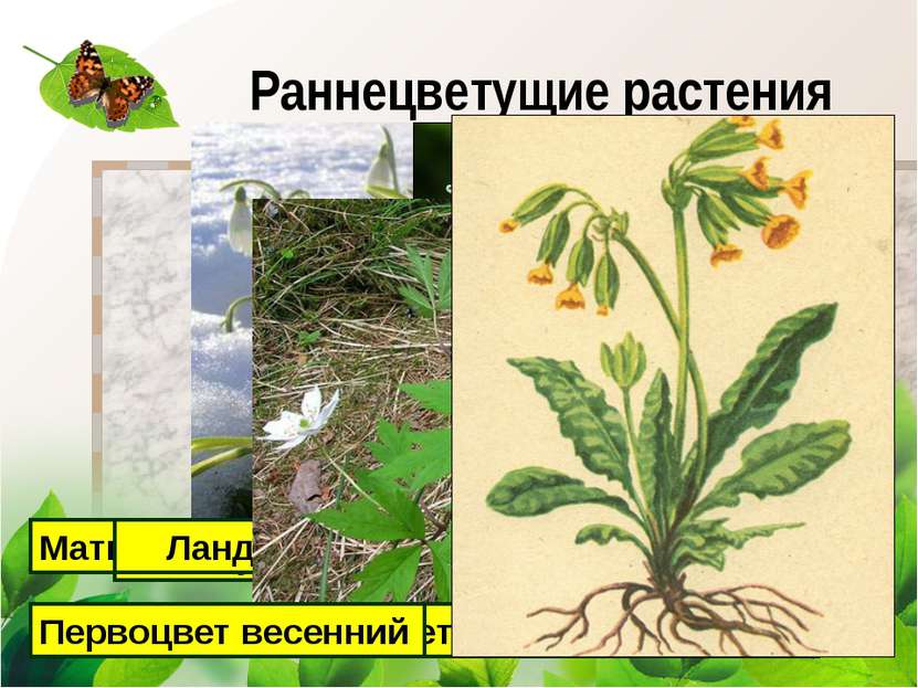 Раннецветущие растения опыляемые ветром рисунок