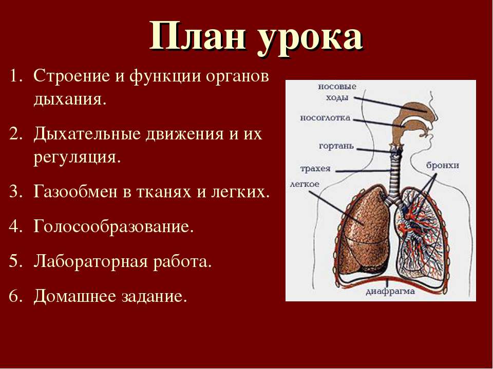 Легкие функцию газообмена. Дыхательная система органов дыхания 8 класс. Строение легких и функции 8. Строение газообмена в легких. Дыхательная система строение и функции 8 класс.